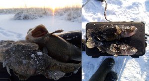 Ловля ротана. Зимняя рыбалка. В поисках крупных экземпляров.