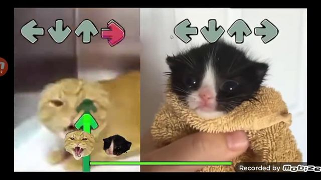 Это мой кот когда ему не дали пожрать (он с лева)😂⭕ смотреть онлайн