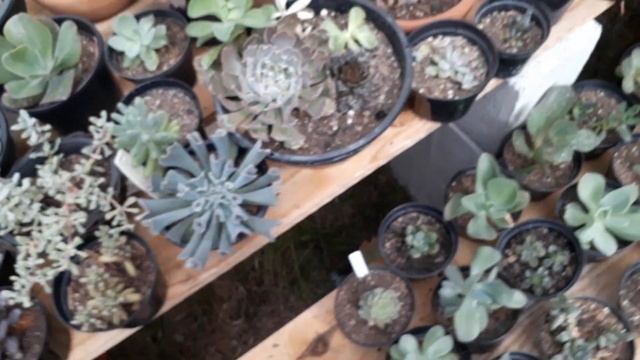 Atualização Sempervivum e Cotyledon Pendens. смотреть онлайн