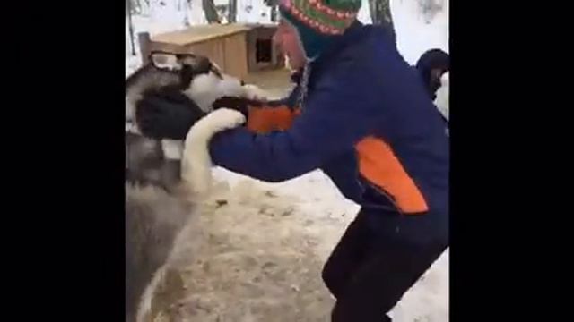 В питомнике сибирских хаски DogWinter. Масленица.