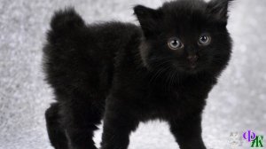 Когда в дом принесли котёнка, старая кошка посчитала себя преданной. И ушла жить к бабушке