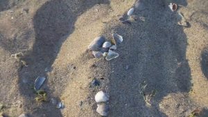 Ракушки черного моря