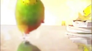 Попугай бежит от взрыва.