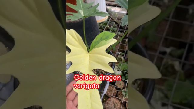 Philodendron golden dragon variegata#davankaplants #philodendrongoldendragonvariegata