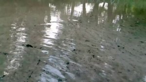 Спокойная рыбалка на боковой кивок на местной речке