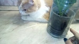 Гортензия Осеннее черенкование  Укоренение  Размножение reproduction of hydrangea как сохранить кус