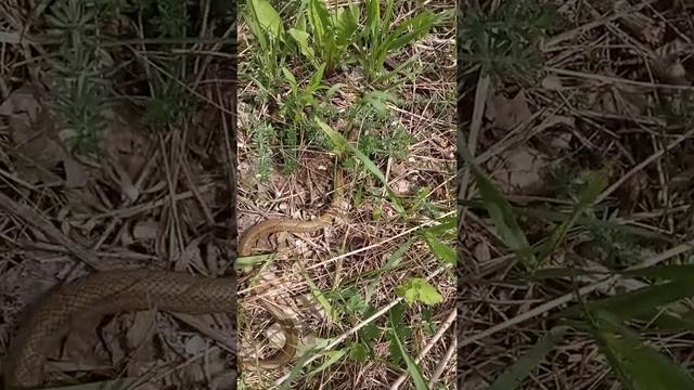 Змея медянка в г Калаче Воронежской области