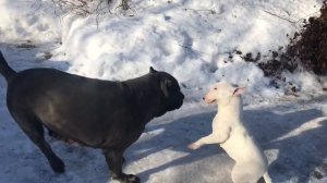 Кане корсо и минибуль, бой!!!