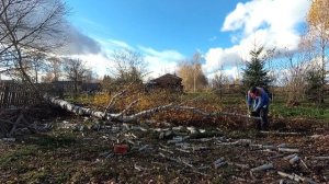 Трудяга валит березы в деревне на дрова