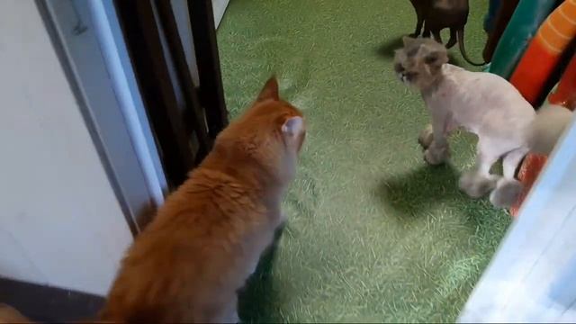 Видео про кошек. Стрижка Персидской кошки