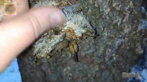 Живица - Еловая смола