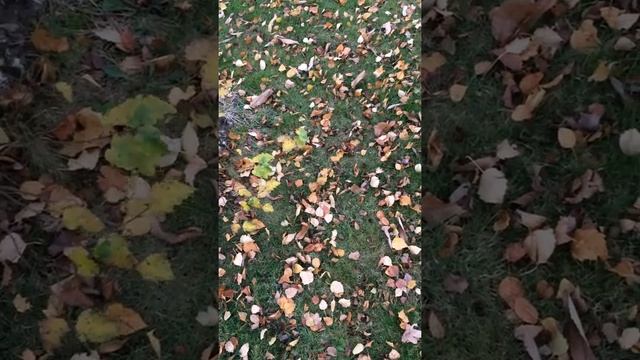 Downy Birch (Betula pubescens) - leaf litter - December 2017