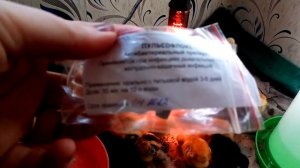 Чем отличаются цветные бройлеры от обычных белых бройлеров?Несутся ли они?