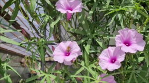 пчёлки в ботаническом саду