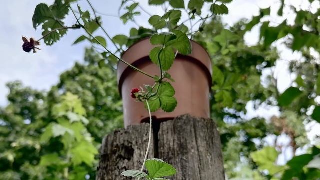 Земляника ложная ДЮШЕНЕЯ Лапчатка индийская