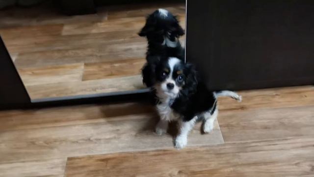 Кавалер кинг Чарльз спаниель