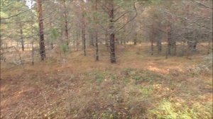 КОПАЛИ на ХУТОРЕ возле реки! Удельная чешуя! ПОИСК МОНЕТ с МЕТАЛЛОИСКАТЕЛЕМ