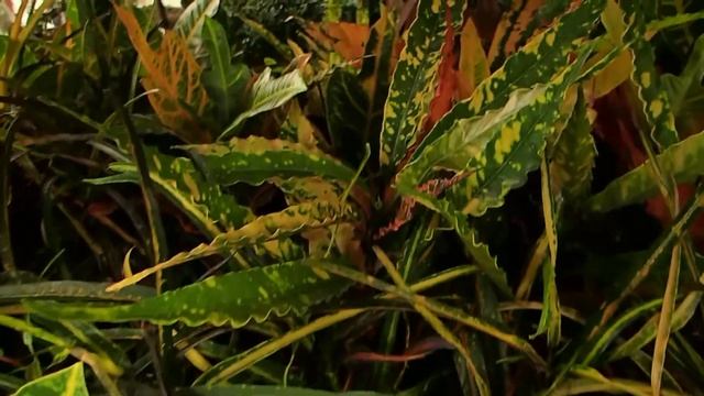 Codiaeum variegatum mix смотреть онлайн