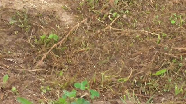 Рассаживаем розетки клубники. смотреть онлайн