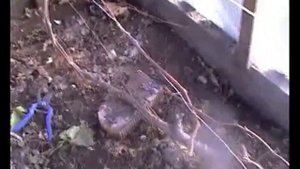 Виноград перед зимовкой