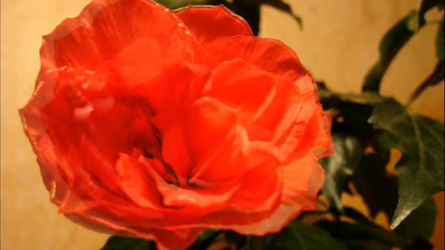 Роза распускается смотреть онлайн