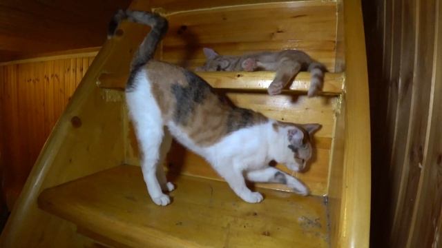 КОШАЧЬЯ ЛЕСТНИЦА :)) - КОТЕЙКИ - 13