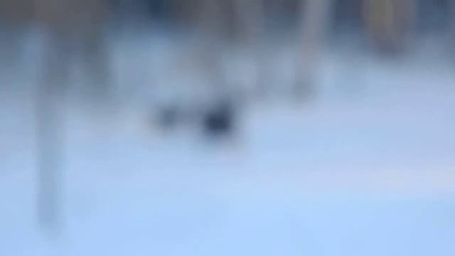 катались на снегоходе и увидели лосей смотреть онлайн