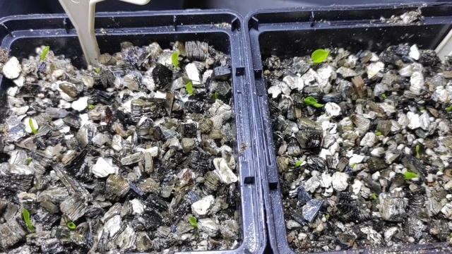 Эксперимент!!! Стимулятор роста для семян хосты....что в итоге...?#hosta#изсемян #всхожесть#сроки