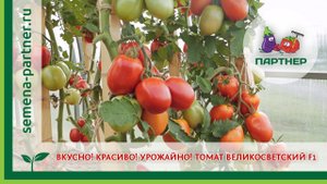 ВКУСНО! КРАСИВО! УРОЖАЙНО! ТОМАТ ВЕЛИКОСВЕТСКИЙ F1