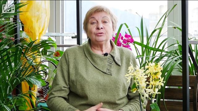 Домашнее цветоводство ? Лучшие растения для гостиной ? Выбираем  комнатные растения с Хитсад