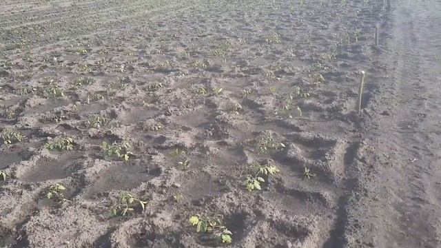 ПОМИДОРЫ, ЧЕМ ПОДКОРМИТЬ ПОСЛЕ ВЫСАДКИ В ГРУНТ