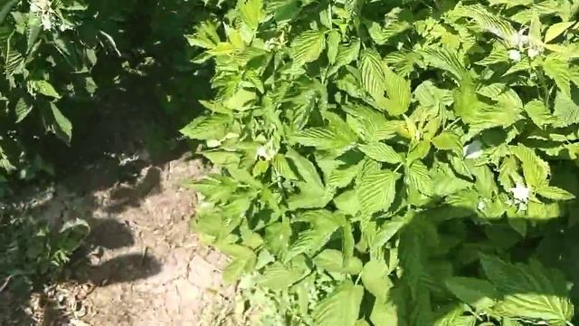 Цветение и формировка молодых побегов малины "Таруса". 29.05.2021 г. смотреть онлайн