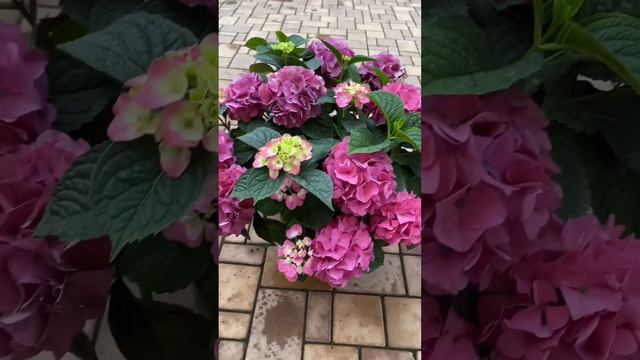 Крупнолистная гортензия «Таблетензия»