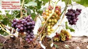 Виноград Подарок Винокурову- очень раннего срока созревания с крупными вкусными ягодами
