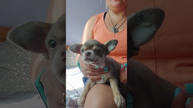 стрижем коготки Иней Альдо( зарезервирован) питомник чихуахуа Кастропуло Крым ❤️ смотреть онлайн