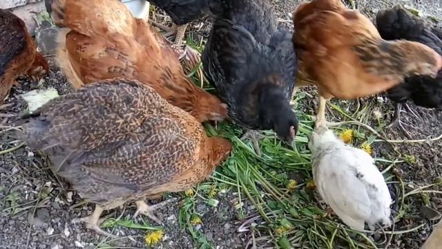 Борьба с одуванчиками и королева курятника. Эксперимент куры ХанХяп 12