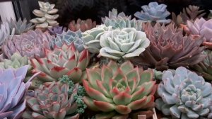 Суккуленты.Досветка.Мои лампы для суккулентов. #досветка #лампыдлясуккулентов #полкадлясуккулентов