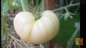 ЛУЧШИЙ БЕЛЫЙ ТОМАТ- ГИГАНТ С КОЖИЦЕЙ КАК БЕЛЫЙ КРЕМ И С ВКУСОМ СВЕЖЕСРЕЗАННОГО АНАНАСА,ДЫНИ,ГУАВЫ.