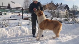 гигантский алабай!!! 10 месяцев