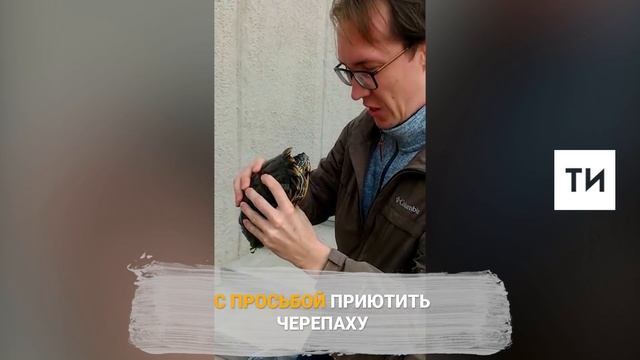 Спасение черепахи смотреть онлайн