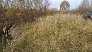 как поймать рыбу в пруду . рыба приплыла на свежую воду .