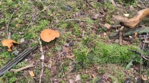 One minute of relaxation and joy in the mushroom forest. Suillus lakei.