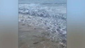 Невероятные Моменты, Снятые на Камеру