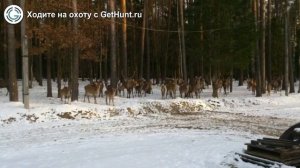 Охота в Владимирской области – Иворовское охотничье хозяйство ООО «Юрьев-Лес» охота на лося