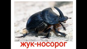 Животные насекомые 2 жуки