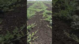 Арбуз сорт Икар