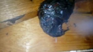 Уничтожение ос на даче