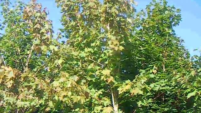 Sap Trees Acer Platanoides 16-18cm Girth