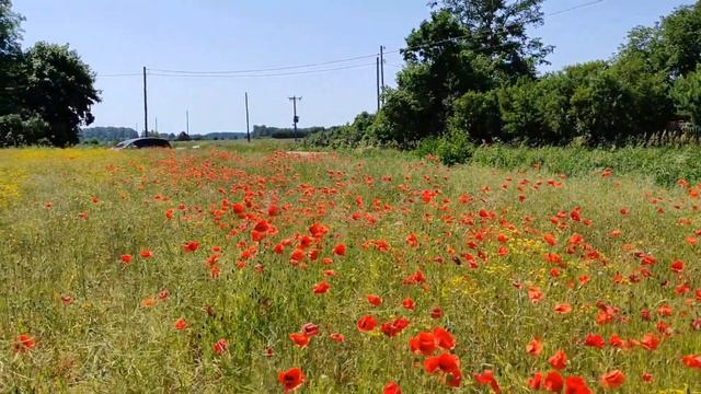 Ливберзе . Огромное поле красных маков ! смотреть онлайн