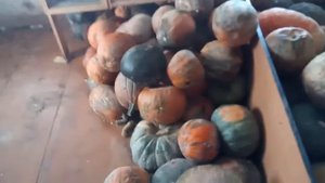 Тыква лучший корм для кур. Как сохранить тыкву до весны.